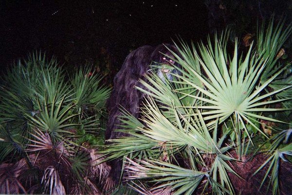 skunk ape