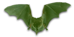 Newsletter Bat